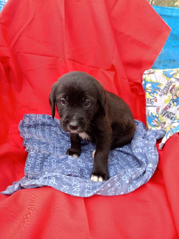  8 cuccioli in cerca d'amore “Regala un Sogno a Natale” 🎄 Foto 9